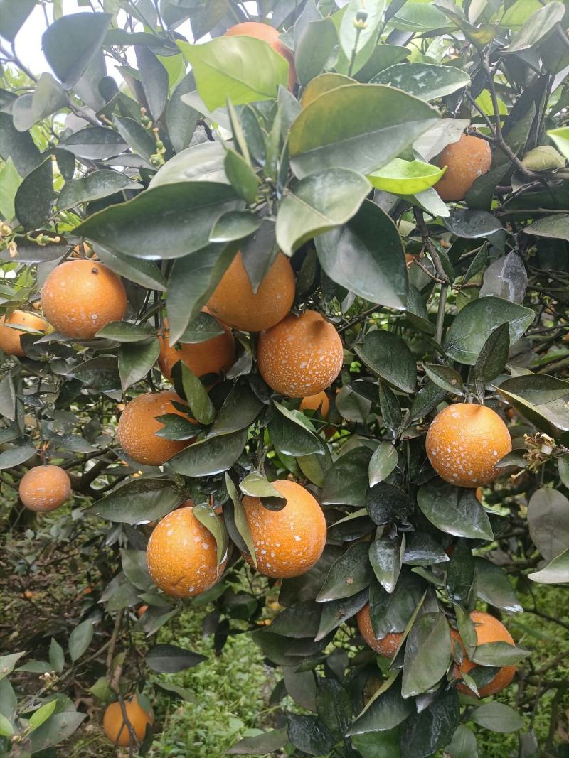 江永瑶山精品夏橙大量上市，农户一手货源，欢迎各位老板前来
