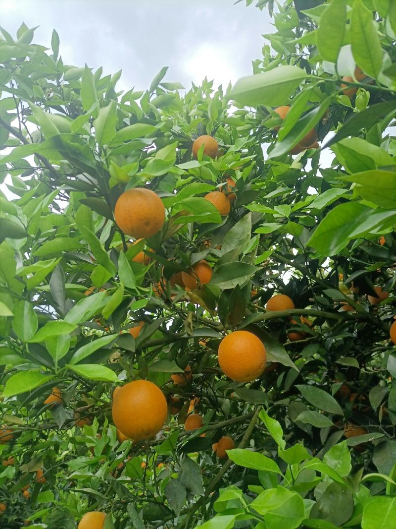 江永瑶山精品夏橙大量上市，农户一手货源，欢迎各位老板前来