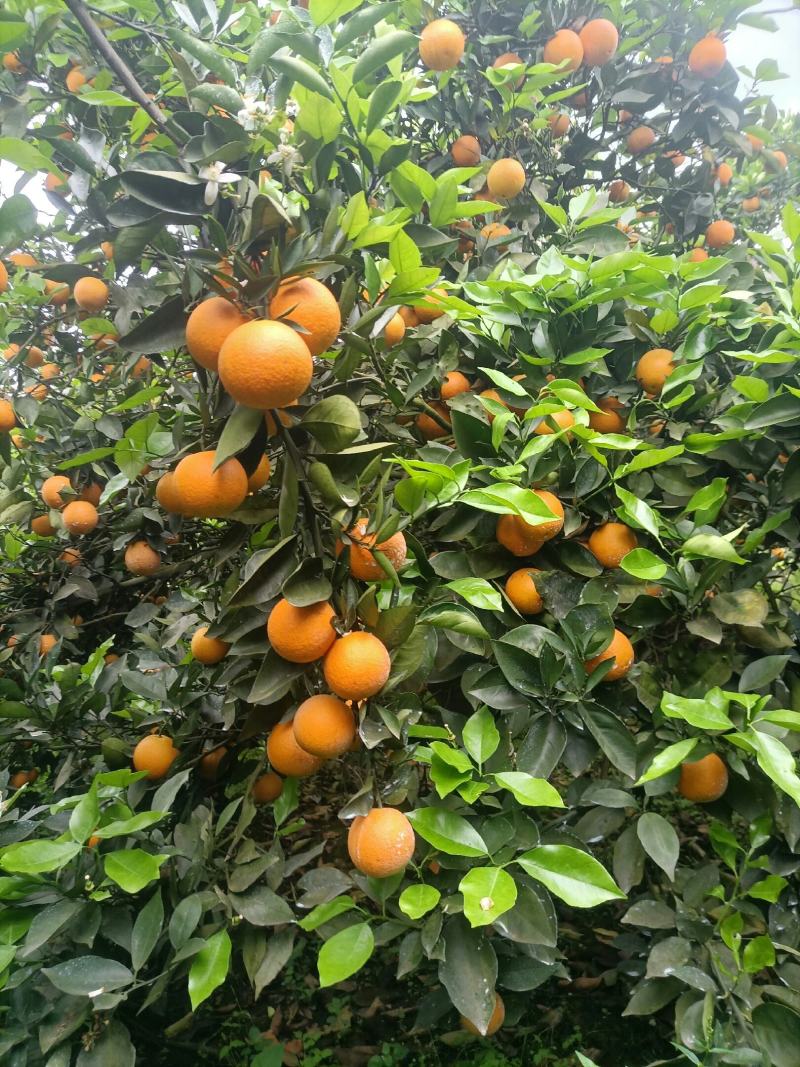 江永瑶山精品夏橙大量上市，农户一手货源，欢迎各位老板前来