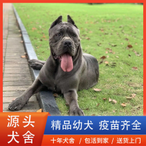 【精品】卡斯罗幼犬活体纯种犬活体大型护主犬护卫犬血统纯正