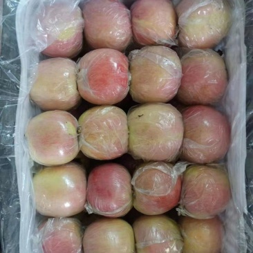 冠县红富士苹果价格质量美丽