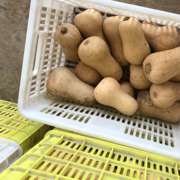 奶油南瓜，