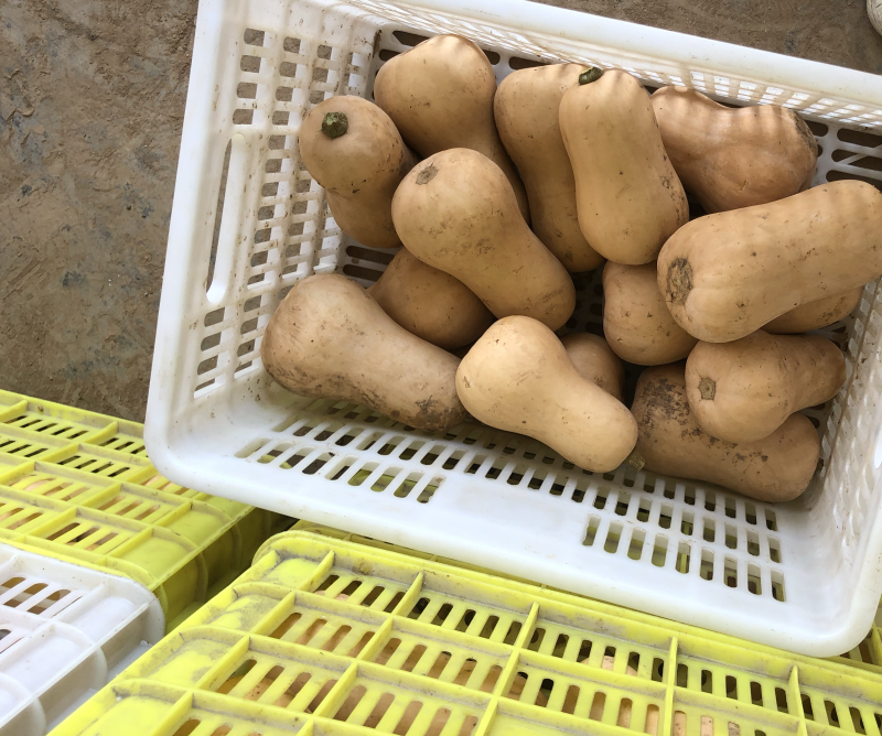 奶油南瓜，