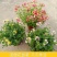 龙面花盆栽花苗阳台庭院耐养开花植物花园绿化多年生带土带花