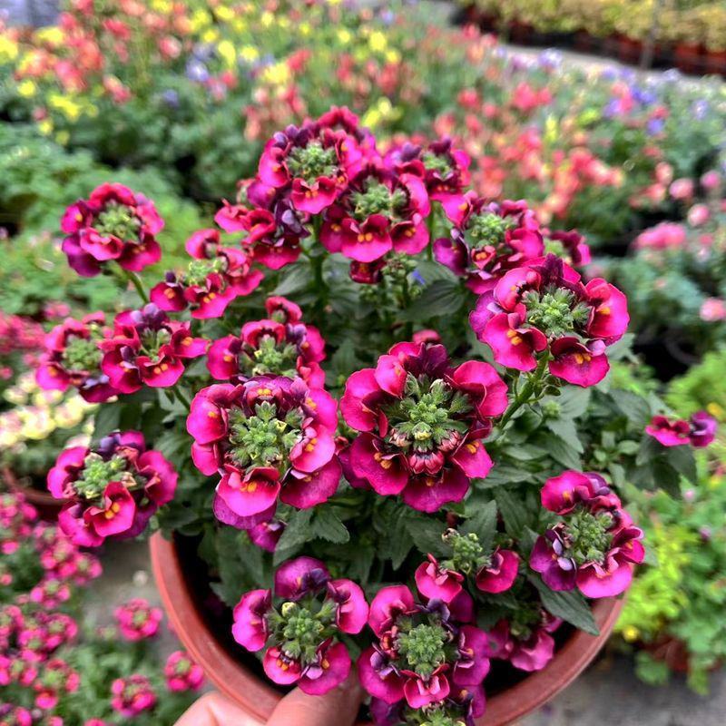 龙面花盆栽花苗阳台庭院耐养开花植物花园绿化多年生带土带花