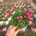 龙面花盆栽花苗阳台庭院耐养开花植物花园绿化多年生带土带花