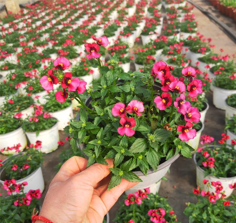 龙面花盆栽花苗阳台庭院耐养开花植物花园绿化多年生带土带花