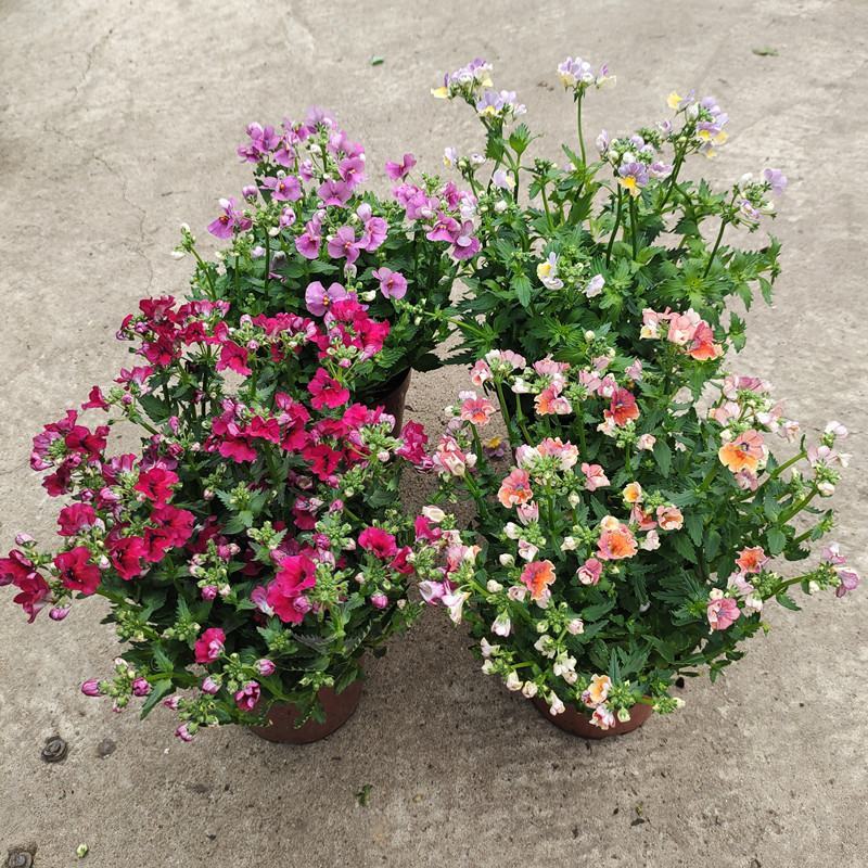 龙面花盆栽花苗阳台庭院耐养开花植物花园绿化多年生带土带花