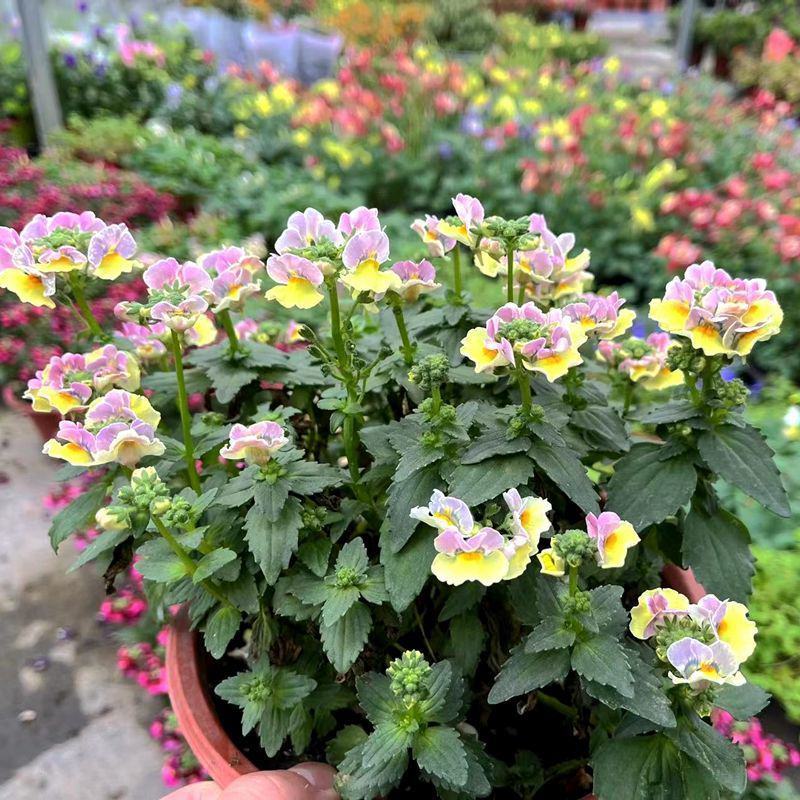 龙面花盆栽花苗阳台庭院耐养开花植物花园绿化多年生带土带花