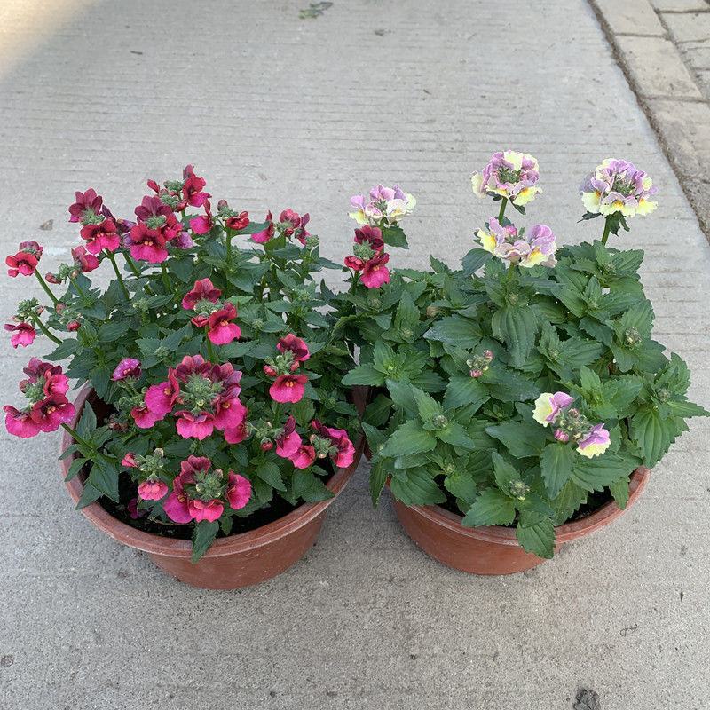 龙面花盆栽花苗阳台庭院耐养开花植物花园绿化多年生带土带花