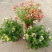 龙面花盆栽花苗阳台庭院耐养开花植物花园绿化多年生带土带花
