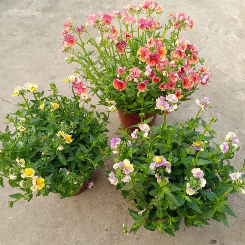 龙面花盆栽花苗阳台庭院耐养开花植物花园绿化多年生带土带花