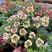 龙面花盆栽花苗阳台庭院耐养开花植物花园绿化多年生带土带花