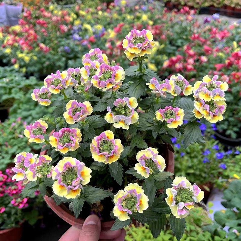 龙面花盆栽花苗阳台庭院耐养开花植物花园绿化多年生带土带花