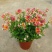 龙面花盆栽花苗阳台庭院耐养开花植物花园绿化多年生带土带花