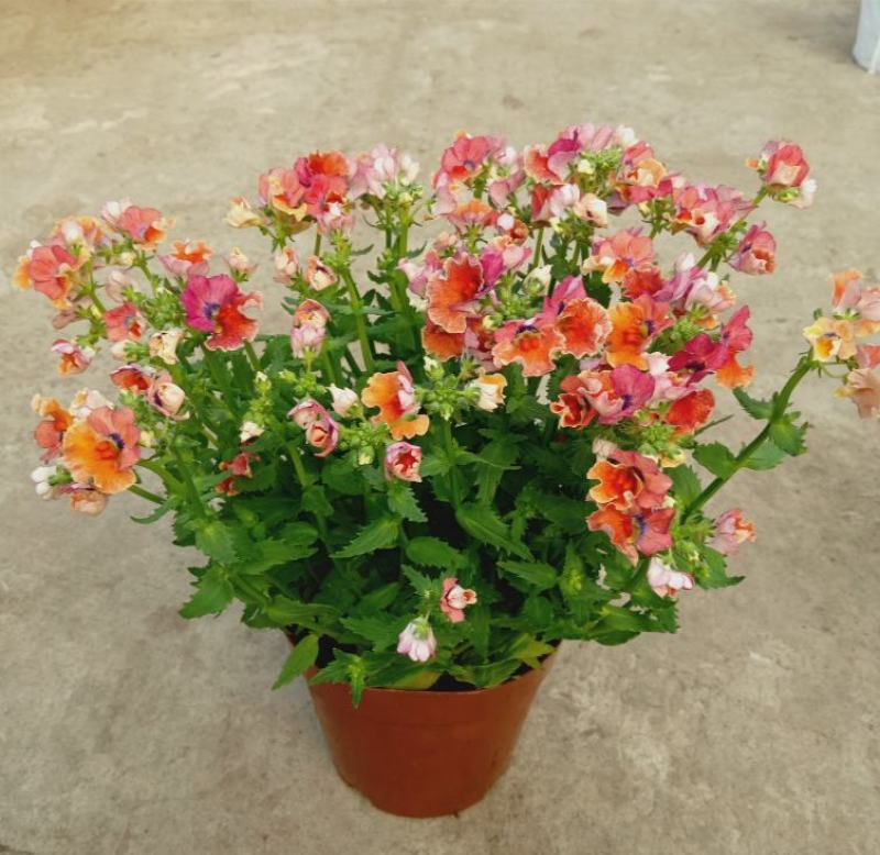 龙面花盆栽花苗阳台庭院耐养开花植物花园绿化多年生带土带花