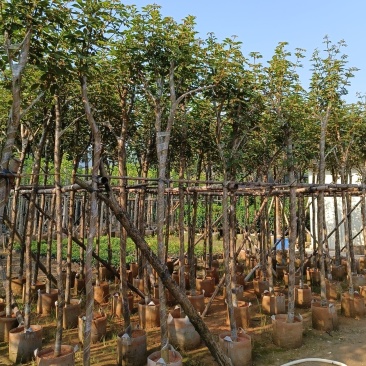 黄花风铃木6-15公分