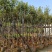 黄花风铃木6-15公分