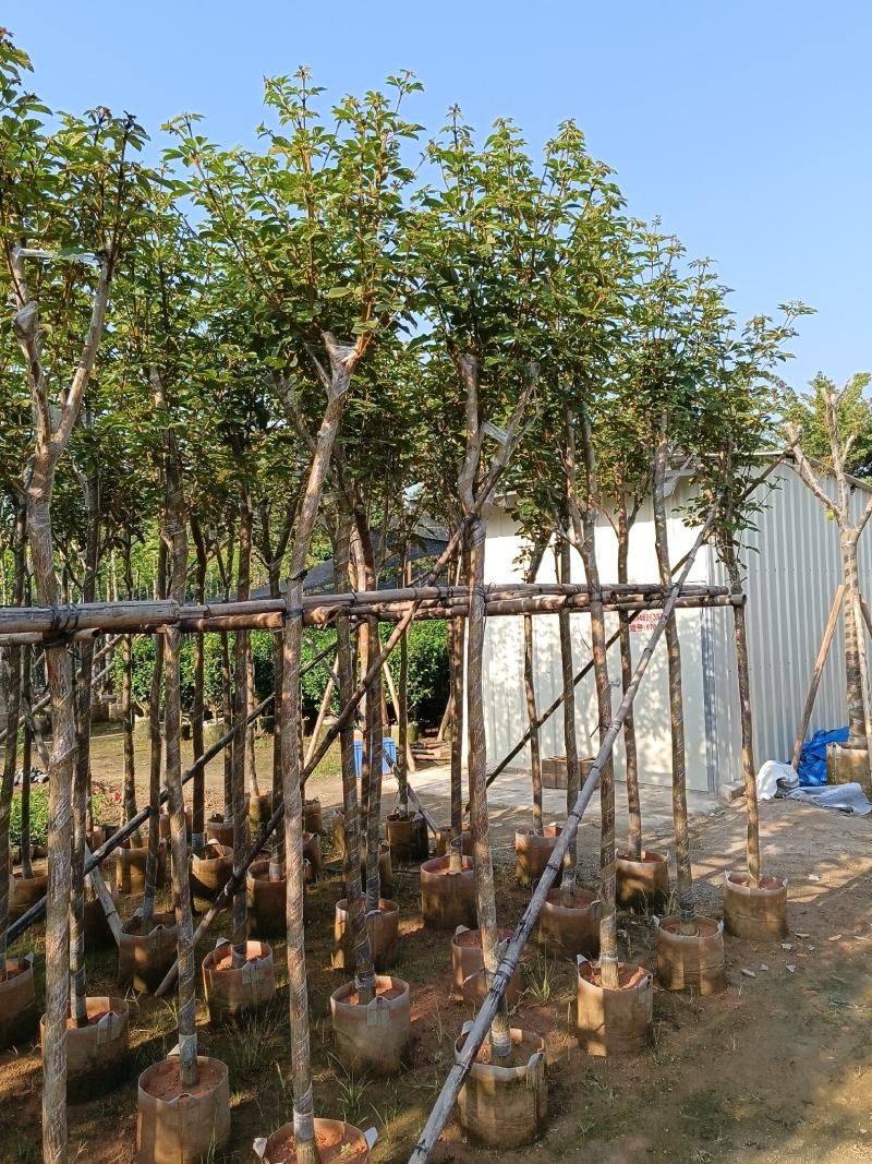黄花风铃木6-15公分