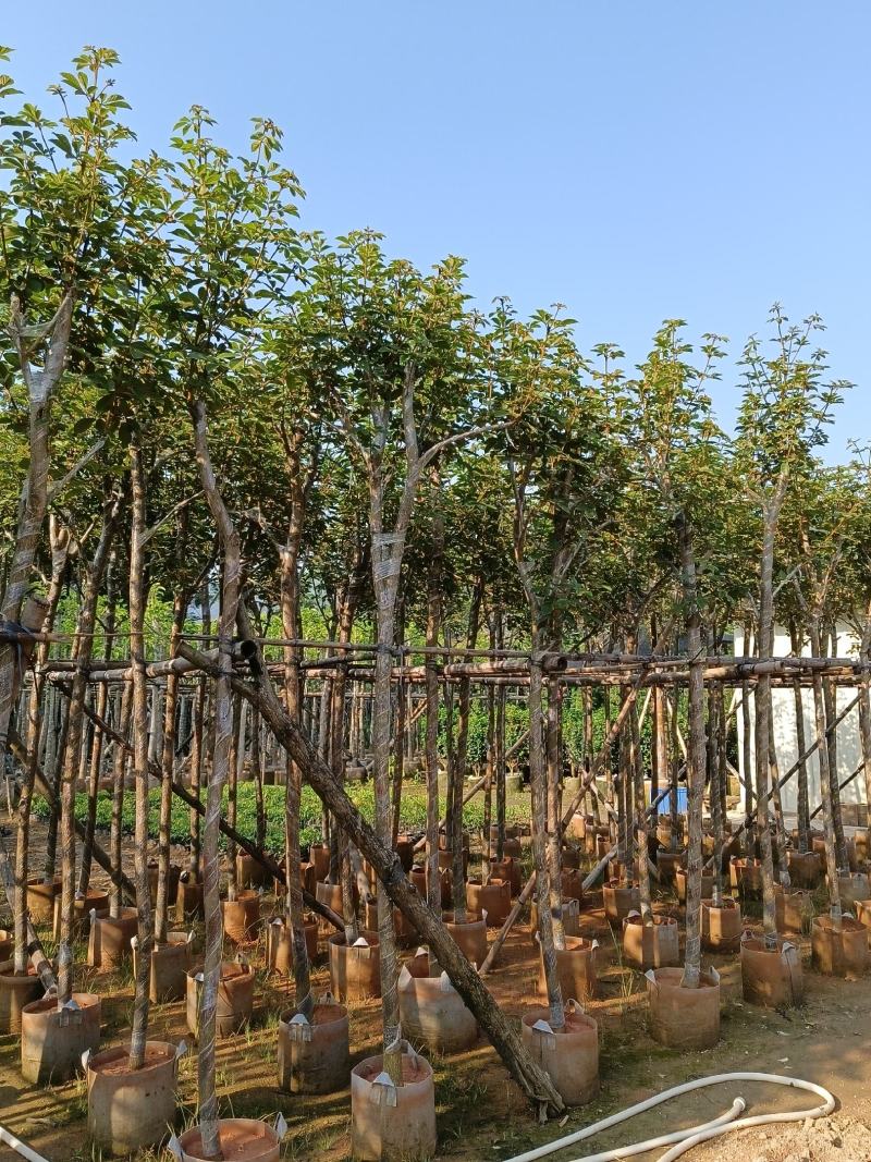 黄花风铃木6-15公分