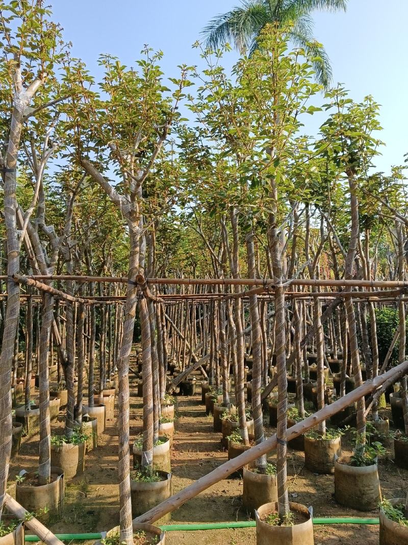 黄花风铃木6-15公分
