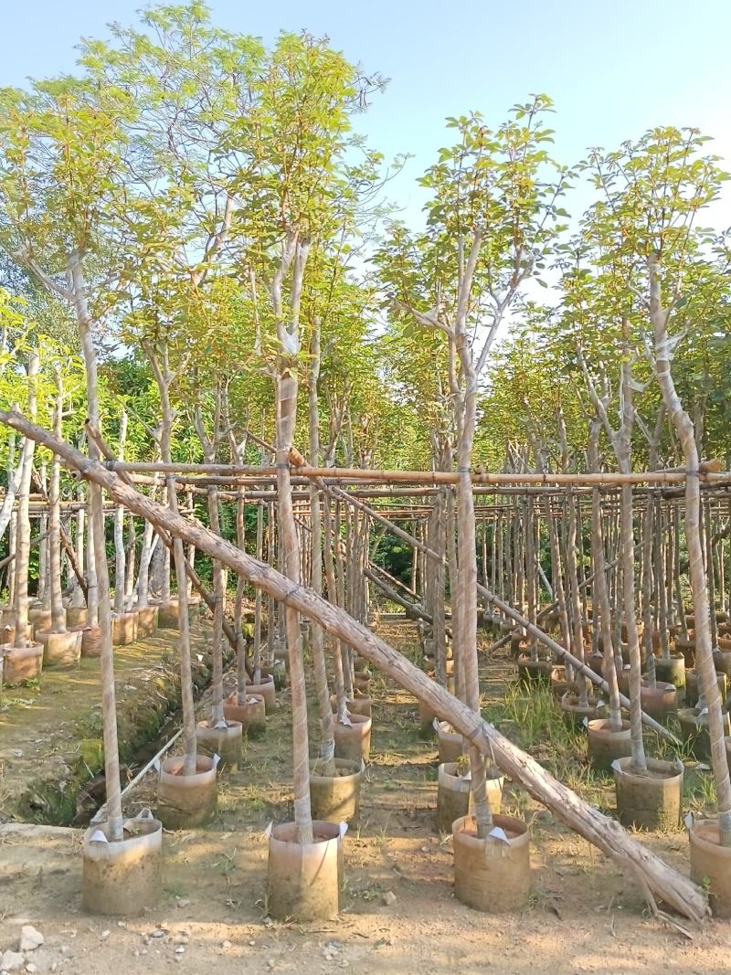 黄花风铃木6-15公分