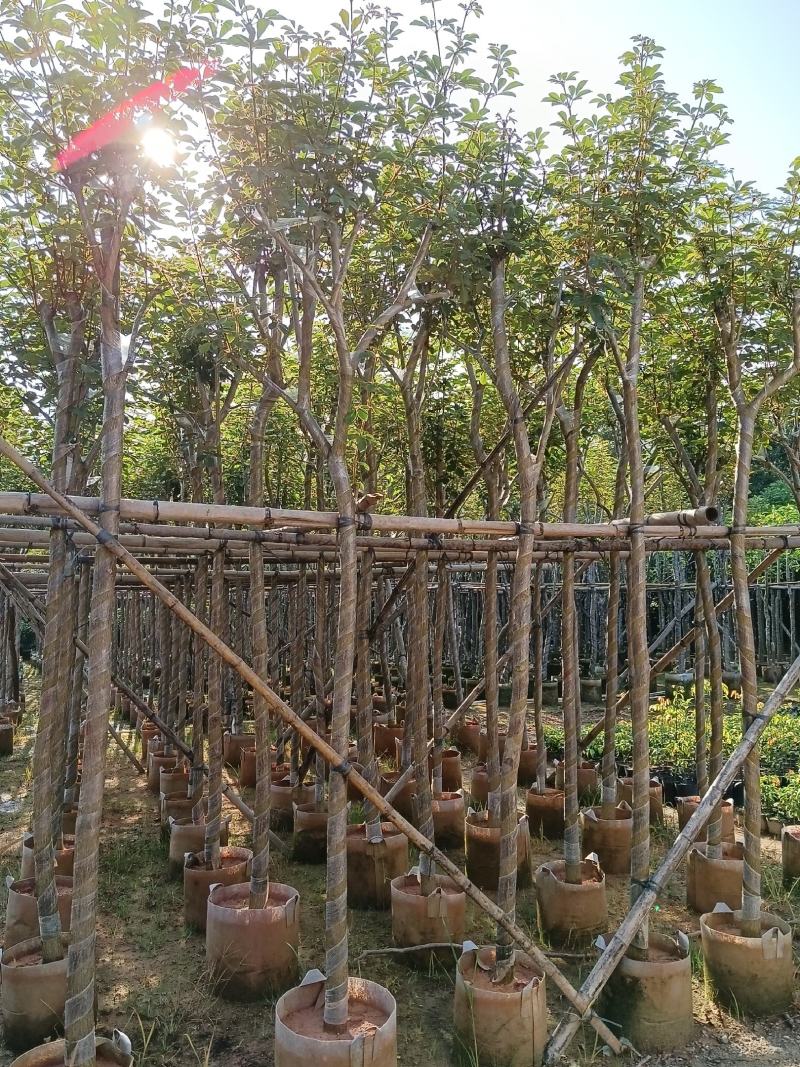 黄花风铃木6-15公分