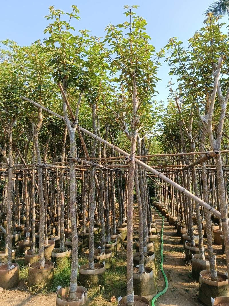 黄花风铃木6-15公分