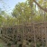 黄花风铃木6-15公分