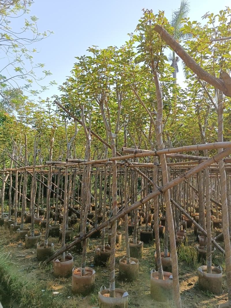 黄花风铃木6-15公分