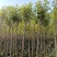黄花风铃木6-15公分