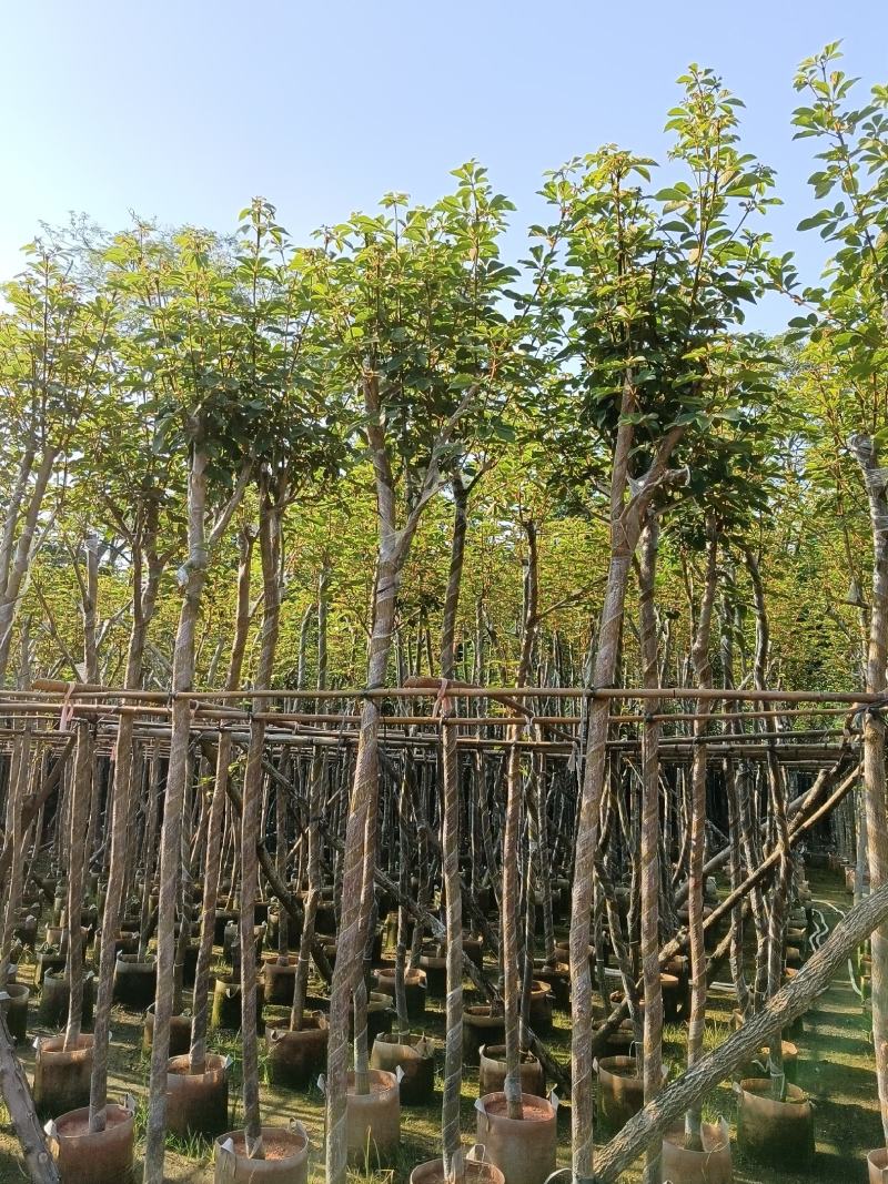 黄花风铃木6-15公分