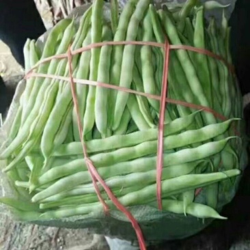 产地芸豆种植基地芸豆批发芸豆价格芸豆行情市场收货打价