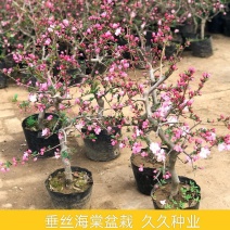 垂丝海棠盆栽植物室阳台花卉庭院种植海棠盆景开花结果冬红果