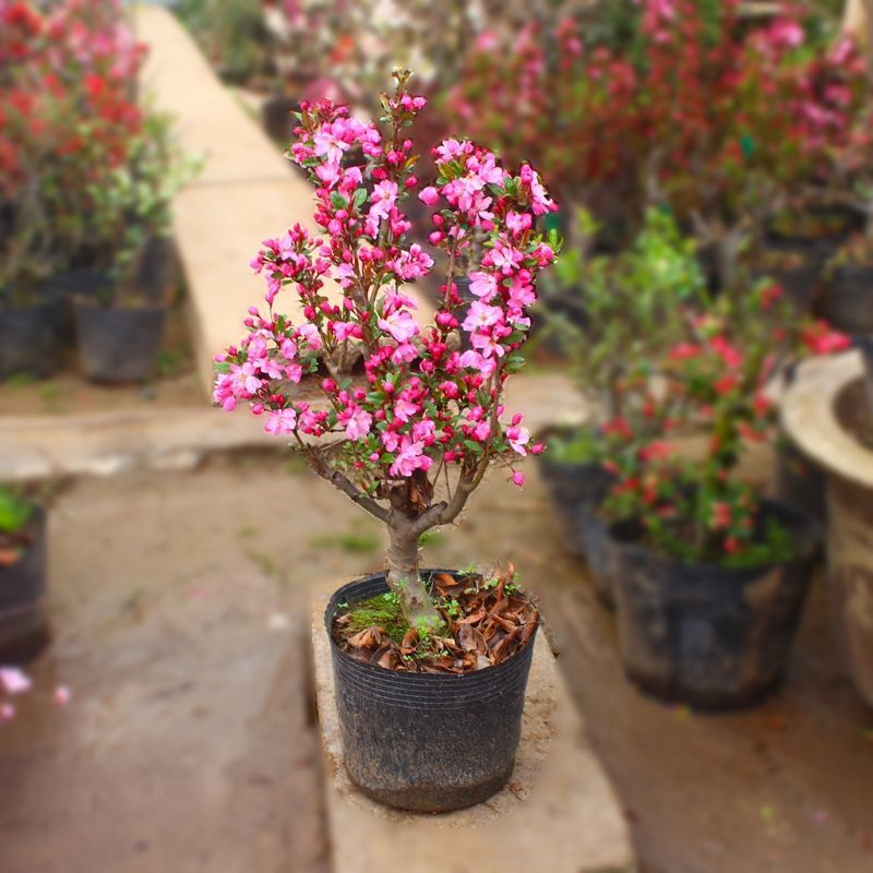 垂丝海棠盆栽植物室阳台花卉庭院种植海棠盆景开花结果冬红果