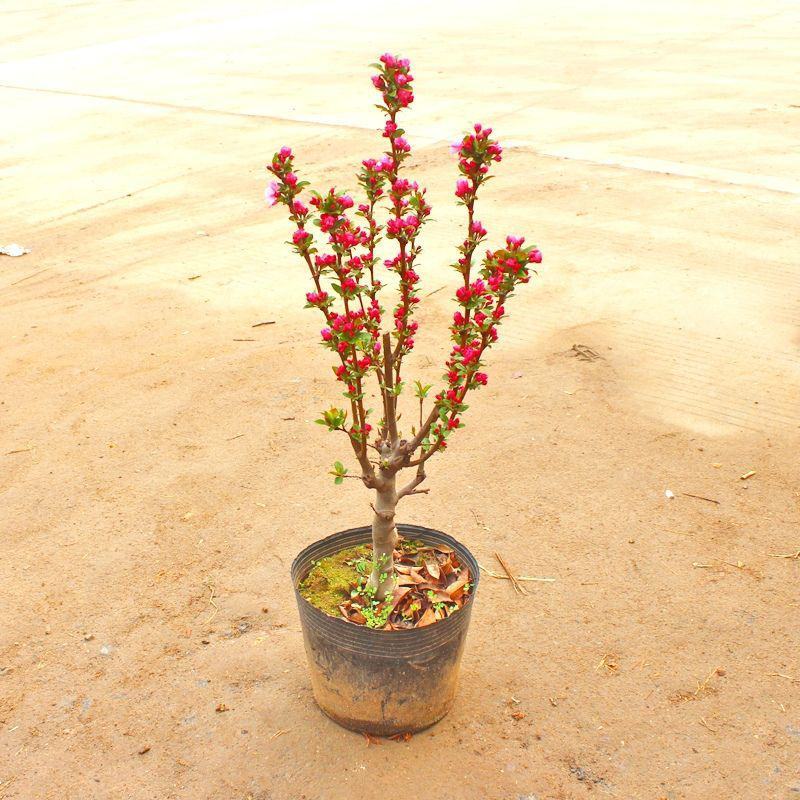 垂丝海棠盆栽植物室阳台花卉庭院种植海棠盆景开花结果冬红果