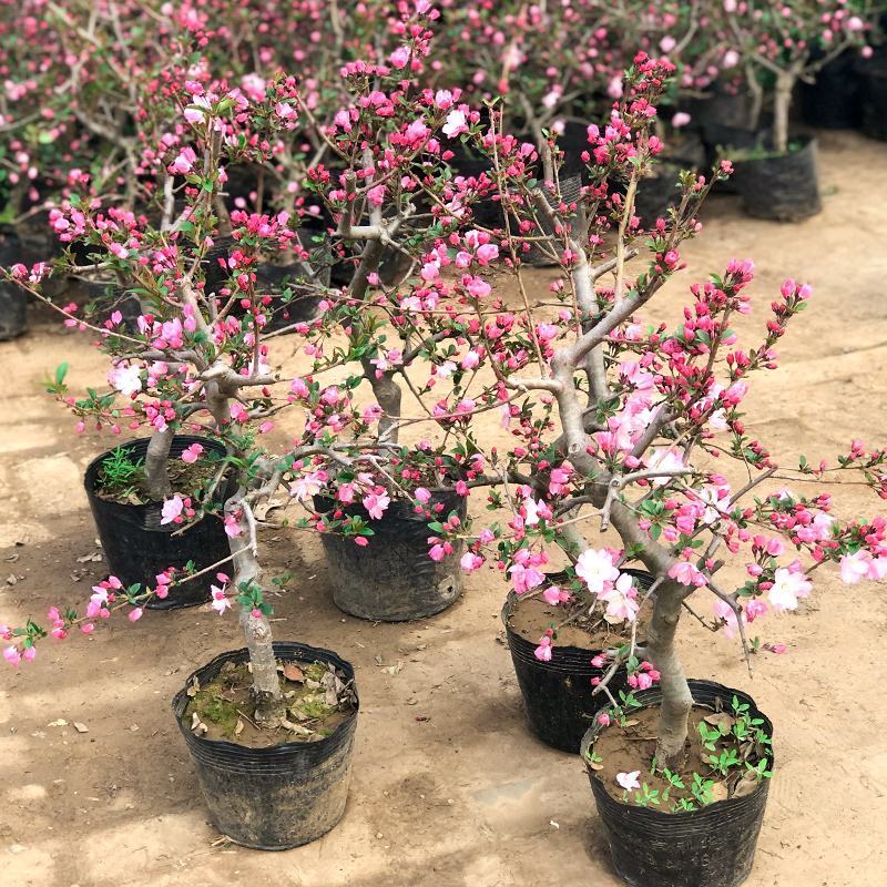 垂丝海棠盆栽植物室阳台花卉庭院种植海棠盆景开花结果冬红果