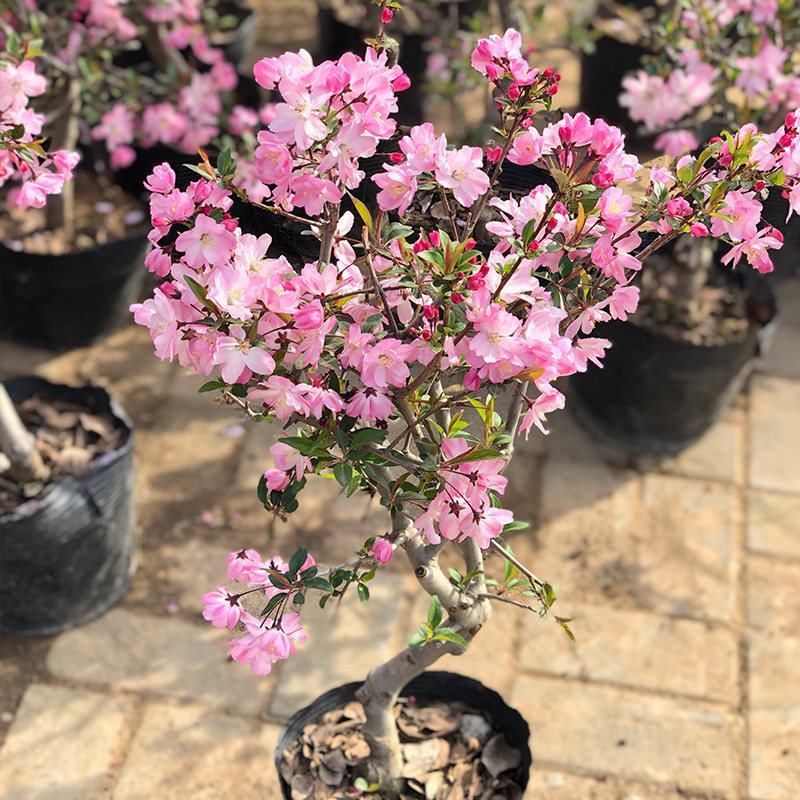 垂丝海棠盆栽植物室阳台花卉庭院种植海棠盆景开花结果冬红果