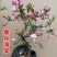 垂丝海棠盆栽植物室阳台花卉庭院种植海棠盆景开花结果冬红果