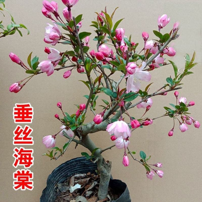 垂丝海棠盆栽植物室阳台花卉庭院种植海棠盆景开花结果冬红果