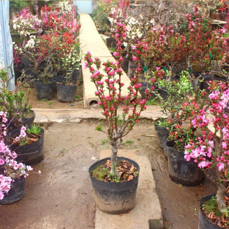 垂丝海棠盆栽植物室阳台花卉庭院种植海棠盆景开花结果冬红果