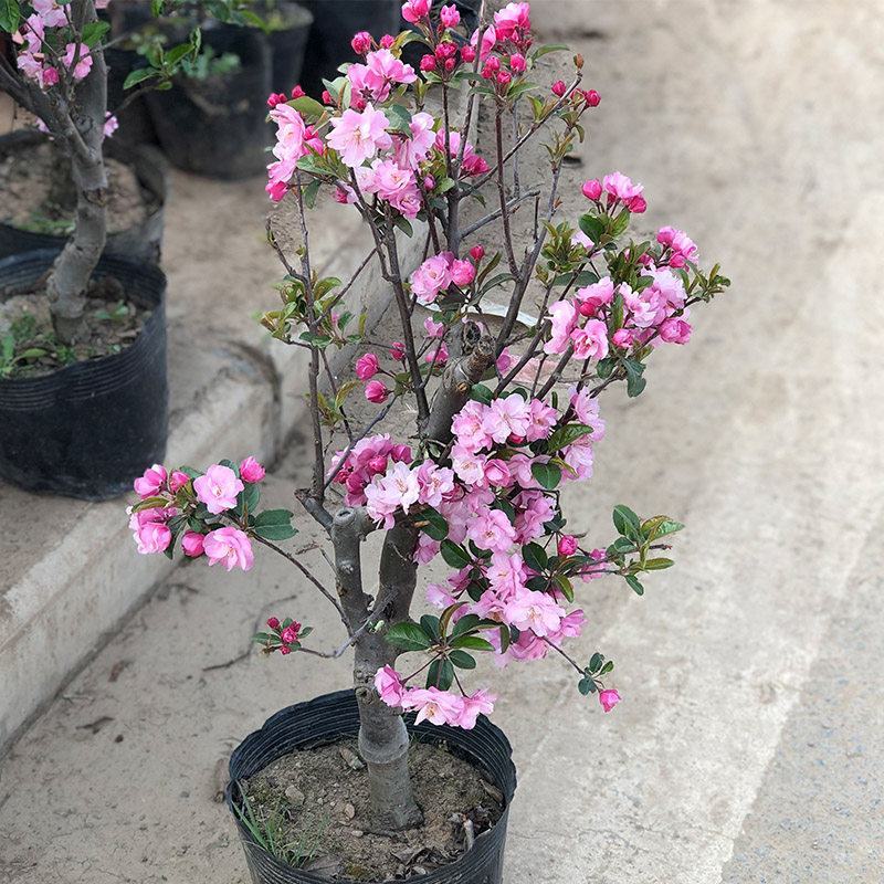 垂丝海棠盆栽植物室阳台花卉庭院种植海棠盆景开花结果冬红果