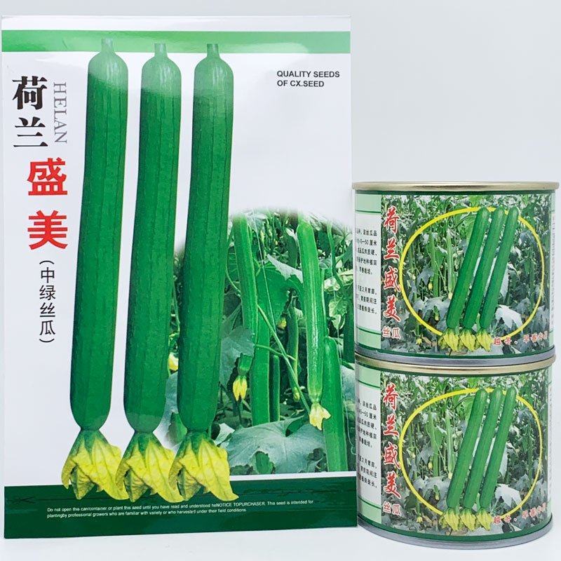 荷兰盛美中绿丝瓜种子长油皮丝瓜45-50厘米油亮长香丝瓜
