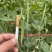 精品荷兰豆甜豆拉丝甜豆大量供应优质货源视频看货质量保障