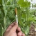 精品荷兰豆甜豆拉丝甜豆大量供应优质货源视频看货质量保障