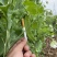 精品荷兰豆甜豆拉丝甜豆大量供应优质货源视频看货质量保障