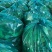 精品荷兰豆甜豆拉丝甜豆大量供应优质货源视频看货质量保障