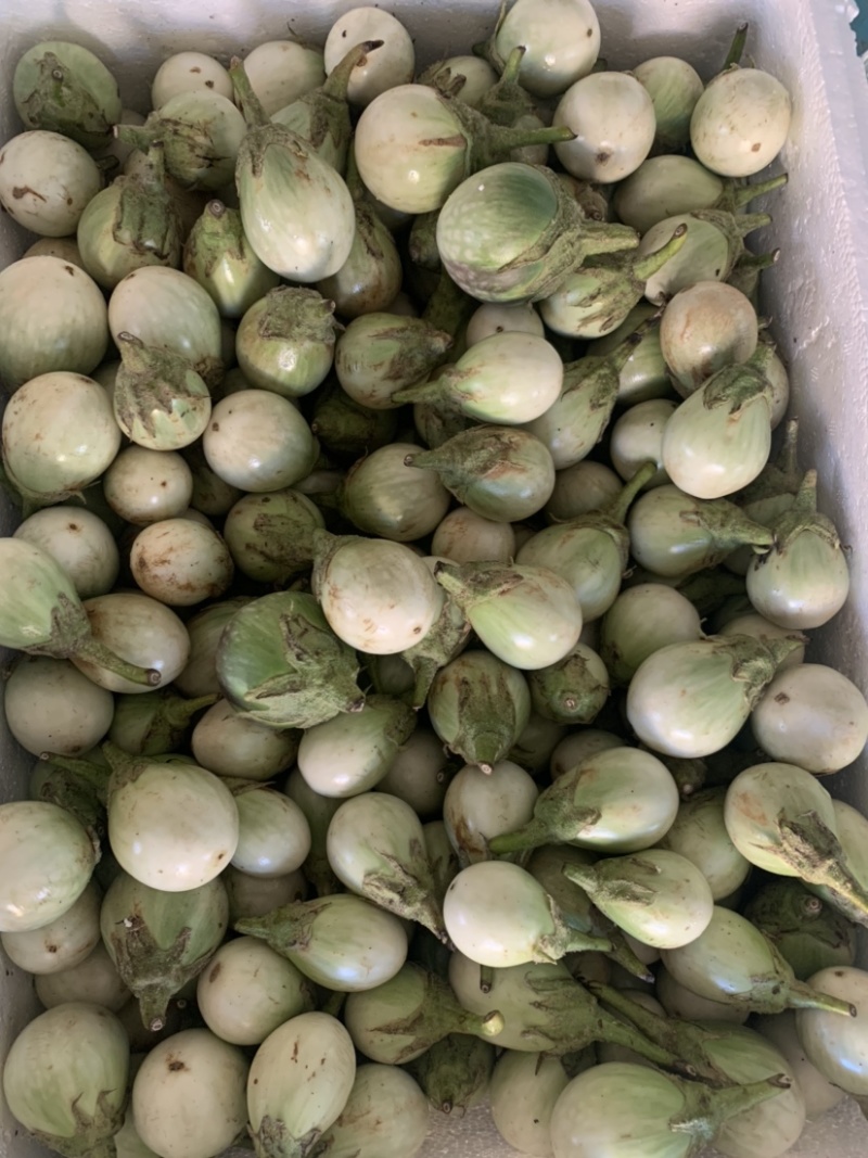 泰国元茄咖喱茄子小茄子冬阴功茄