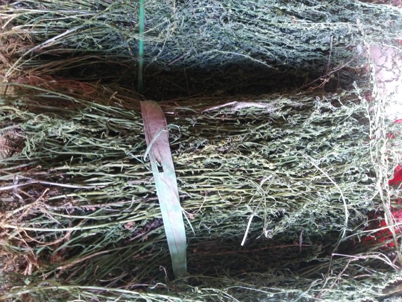 麦黄草，泪草，野生，干品，长期有货，保证质量，，，，。，