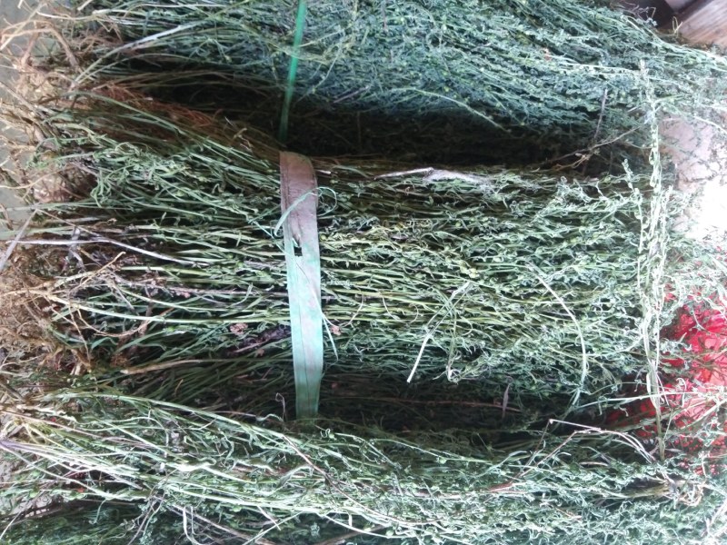 麦黄草，泪草，野生，干品，长期有货，保证质量，，，，。，